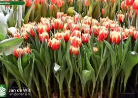 Tulipa Edition (1)